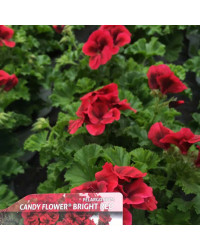 Pelargonium Pac Candy Flower Bright Red