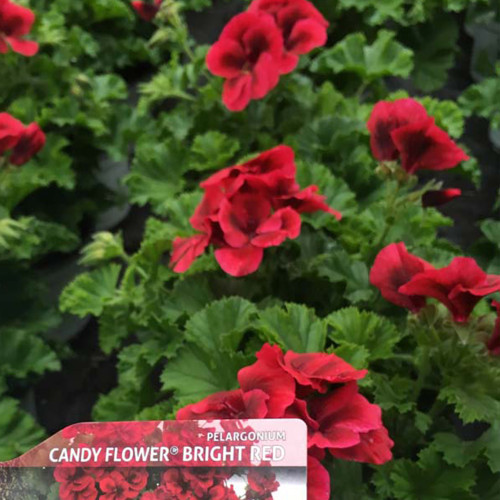 Pelargonium Pac Candy Flower Bright Red