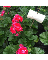 Geranium zonal spanish wine burgundy