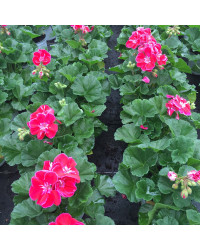 Geranium zonal spanish wine burgundy