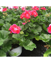 Geranium zonal spanish wine burgundy
