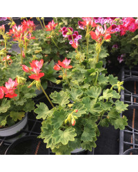 Geranium Fireworks rouge blanc