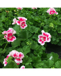 Geranium Droit Flowerfairy White Splash