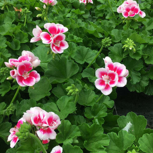 Geranium Droit Flowerfairy White Splash