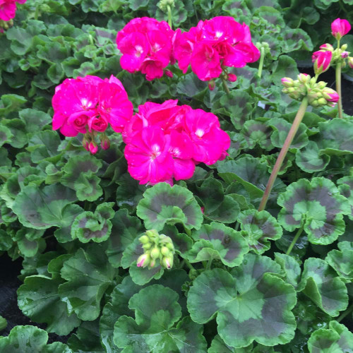 Geranium droit zonal Alice