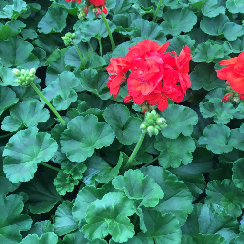 Geranium droit zonal Anthony rouge