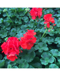Geranium droit zonal Anthony rouge