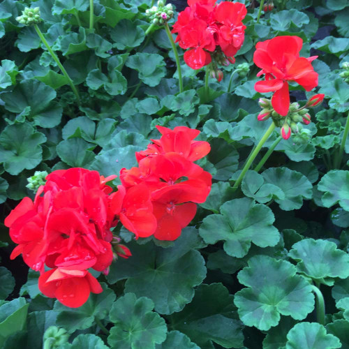 Geranium droit zonal Anthony rouge