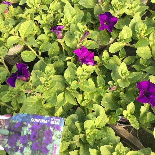 Petunia Surfinia Blue