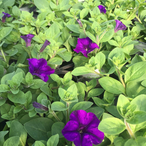 Petunia Surfinia Blue