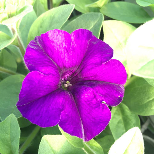 Petunia Surfinia Blue