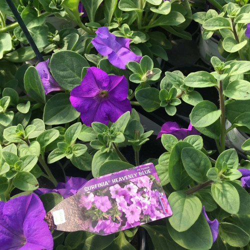 Petunia Surfinia Heavenly Blue