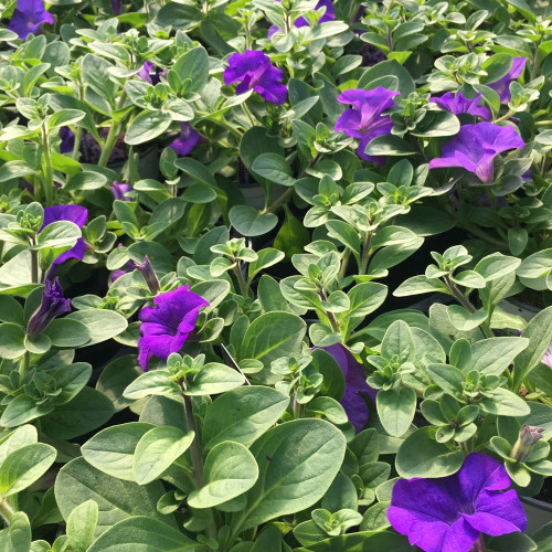 Petunia Surfinia Heavenly Blue