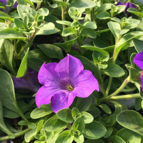 Petunia Surfinia Heavenly Blue