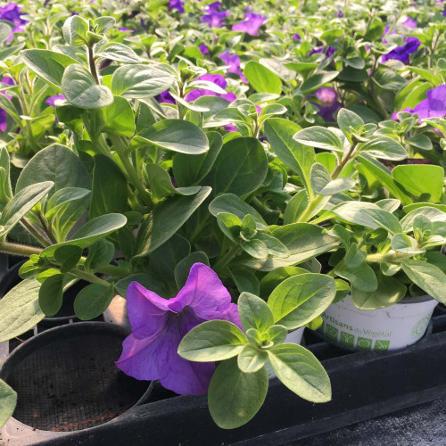 Petunia Surfinia Heavenly Blue