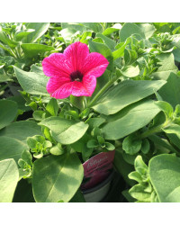 Petunia Surfinia Hot Pink