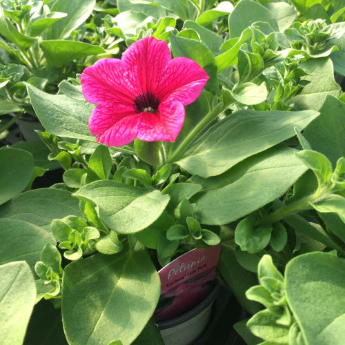 Petunia Surfinia Hot Pink