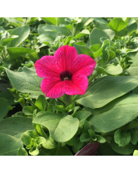 Petunia Surfinia Hot Pink