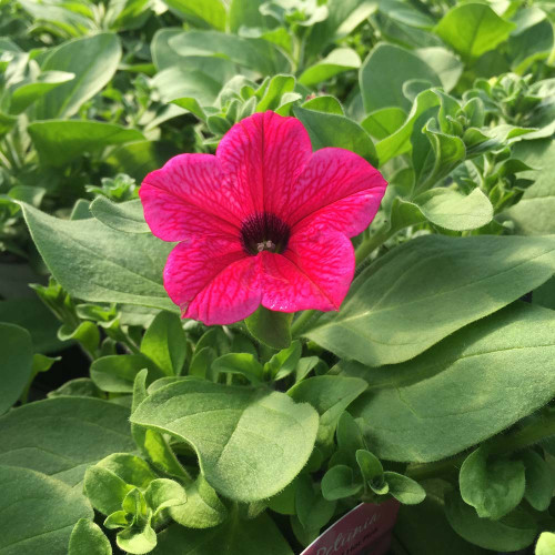 Petunia Surfinia Hot Pink