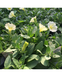 Petunia Surfinia Yellow Dream