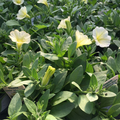 Petunia Surfinia Yellow Dream