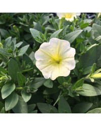Petunia Surfinia Yellow Dream