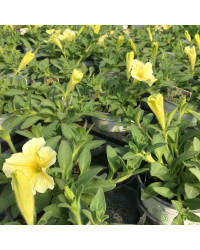 Petunia Surfinia Yellow Dream