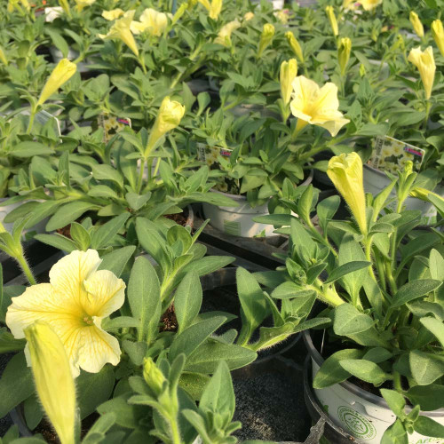 Petunia Surfinia Yellow Dream