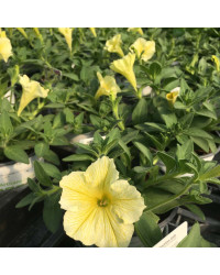Petunia Surfinia Yellow Dream