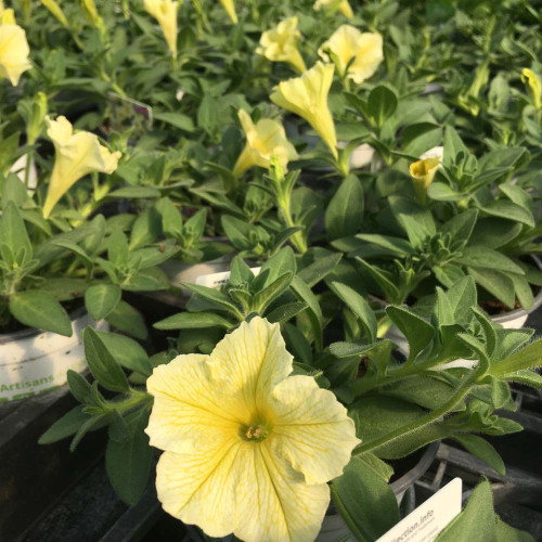 Petunia Surfinia Yellow Dream