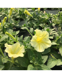 Petunia Surfinia Yellow Dream