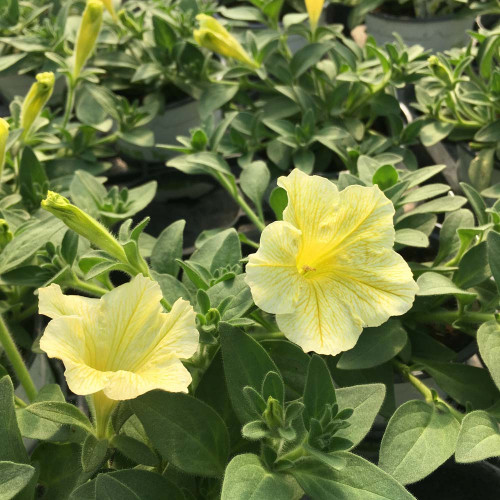 Petunia Surfinia Yellow Dream