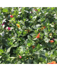 Calibrachoa Hawaiian Kalani