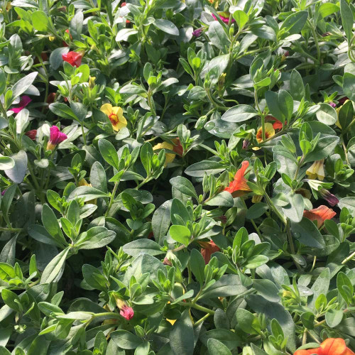 Calibrachoa Hawaiian Kalani