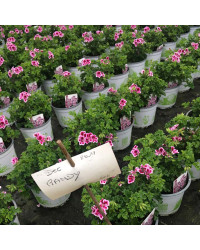Pelargonium Angeleyes Randy