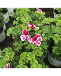 Pelargonium Angeleyes Randy