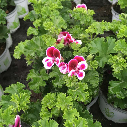 Pelargonium Angeleyes Randy