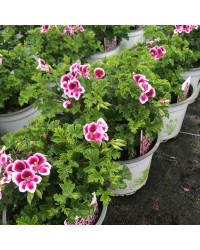 Pelargonium Angeleyes Randy