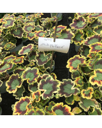 Geranium Panaché Mrs Pollock rouge