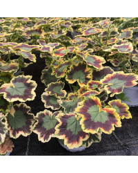 Geranium Panaché Mrs Pollock rouge