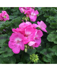 Geranium Droit Candy Rose