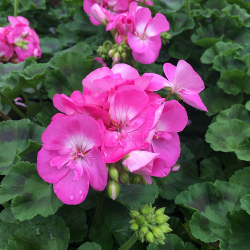 Geranium Droit Candy Rose