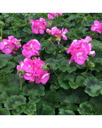 Geranium Droit Candy Rose
