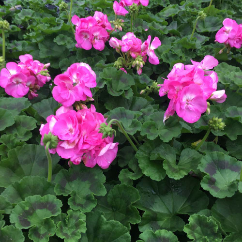 Geranium Droit Candy Rose