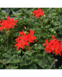 Geranium Fireworks rouge