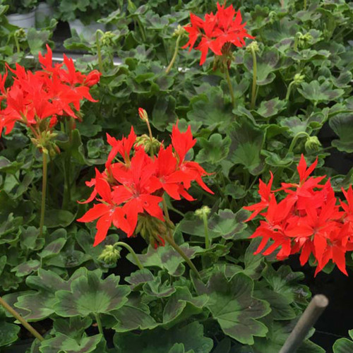 Geranium Fireworks rouge