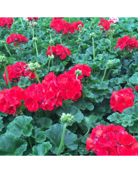 Geranium Droit Victor