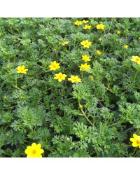 Bidens Ferulifolia Solaire Horizon