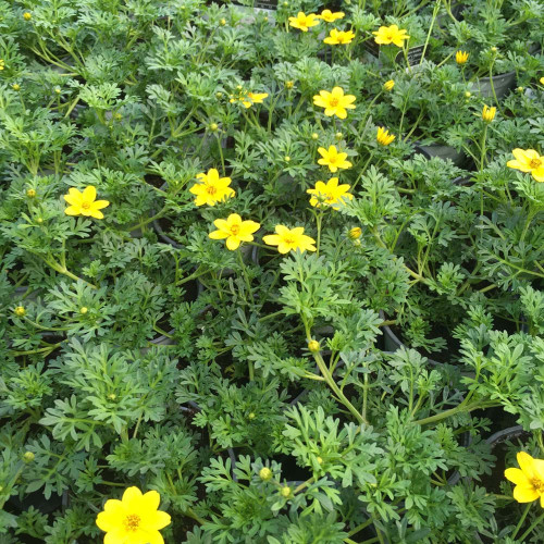 Bidens Ferulifolia Solaire Horizon