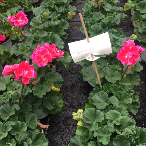 Geranium Zonal Toscana Tammo